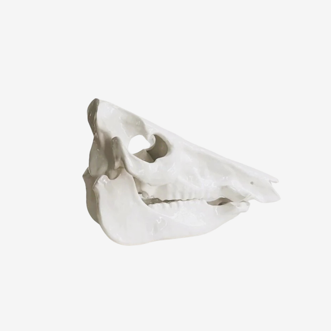Skull & Jaw Object Art - Gloss White