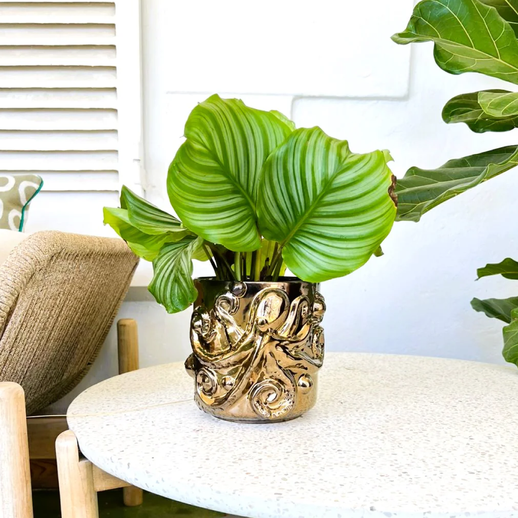 The Creepy Crawly Octopus Planter - Bronze