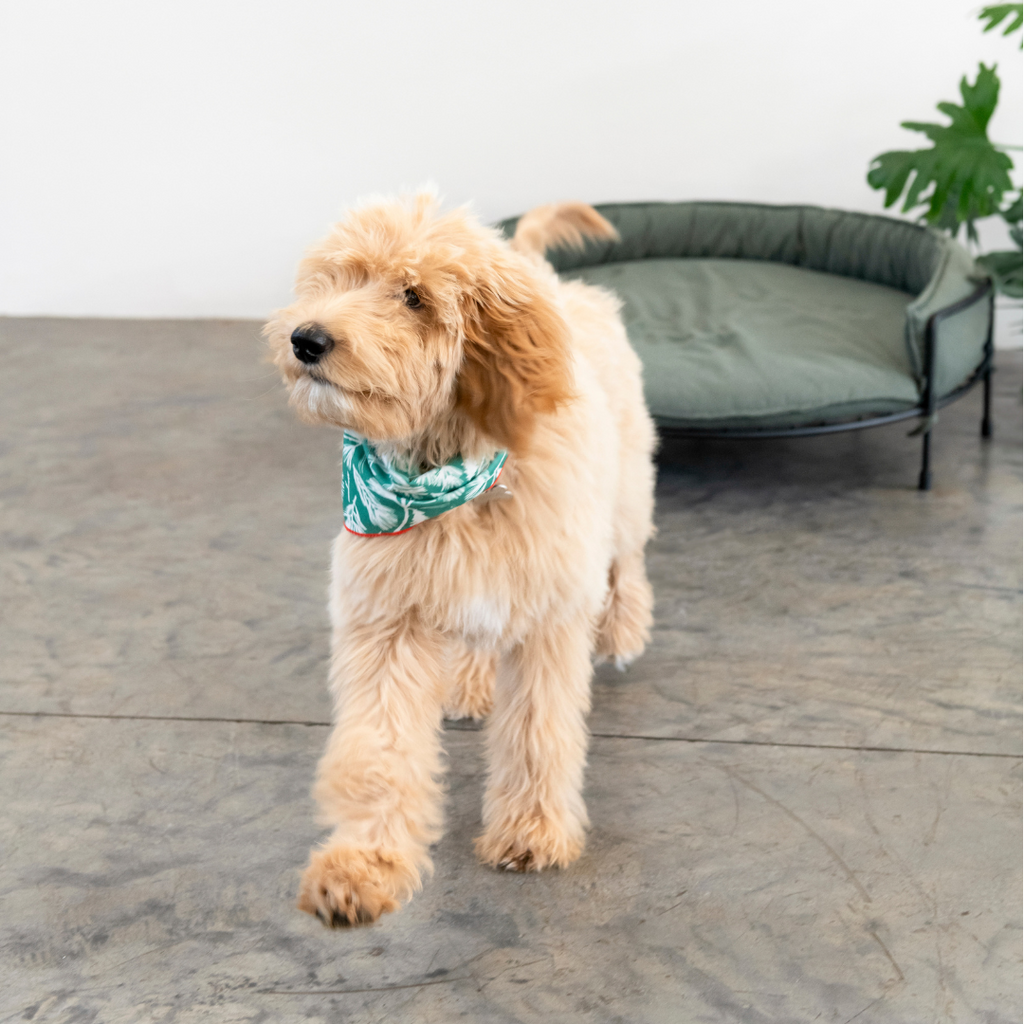 Snooze Dog Sofa - 90cm