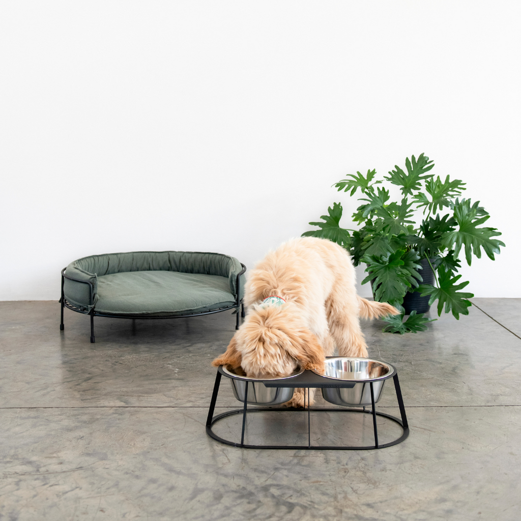 Snooze Dog Sofa + Twin Bowl Combo