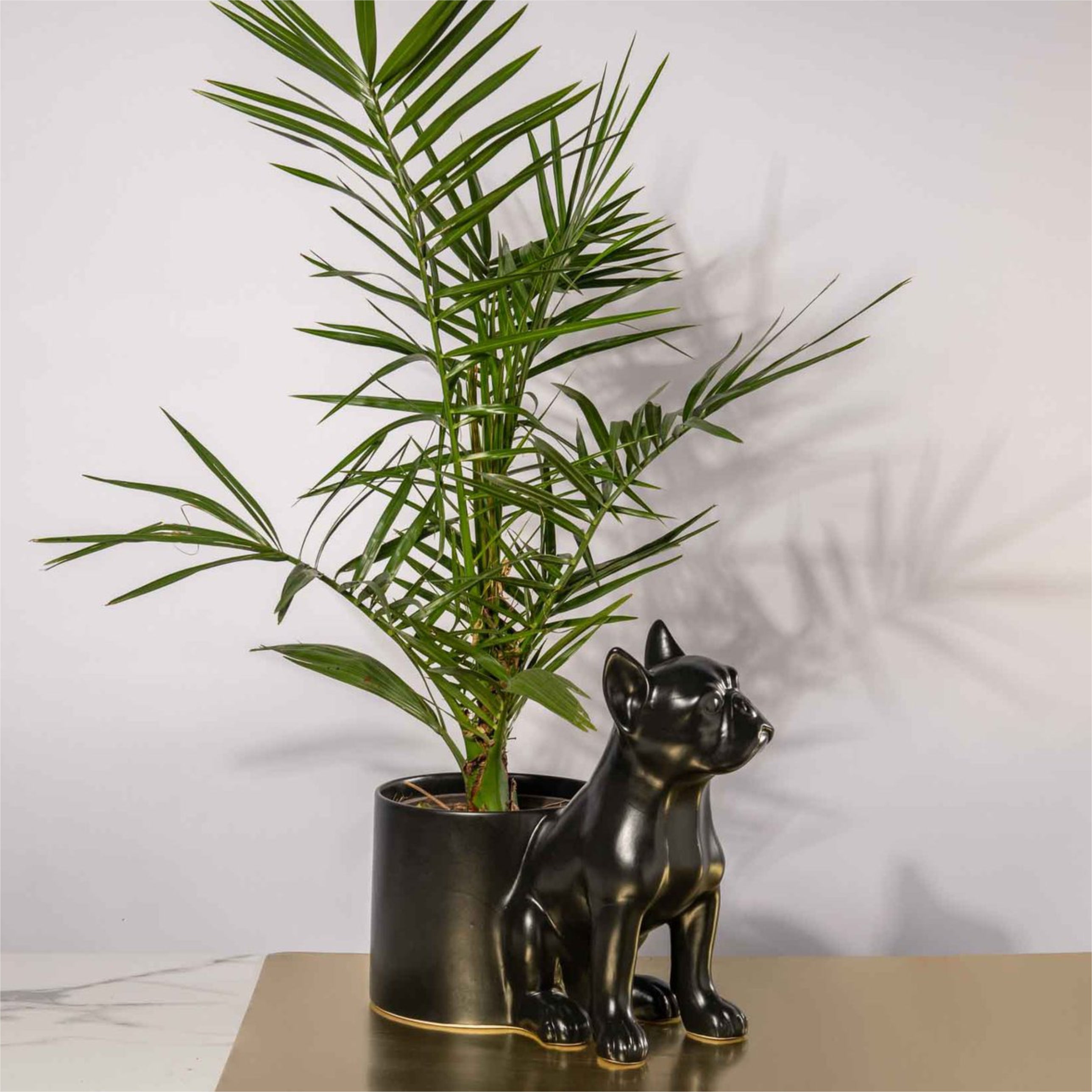 Frenchie Pot Plant Holder - Black
