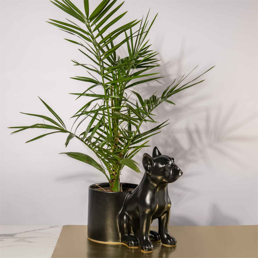 Frenchie Pot Plant Holder - Black